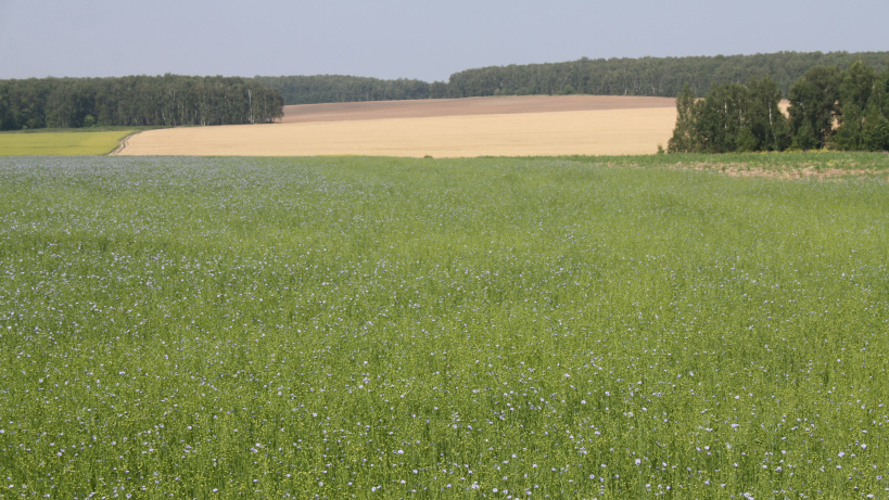 Новый приказ Росреестра "Об утверждении перечня документов, подтверждающих право заявителя на приобретение земельного участка без проведения торгов"